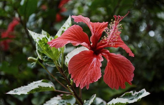 10個PR剪輯技巧，提高你的剪輯效率